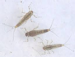 Attēlu rezultāti vaicājumam “Ephemeroptera larvae”