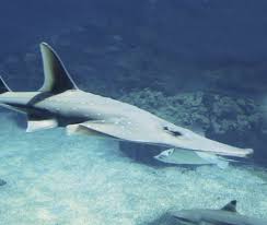 Image result for Rhynchobatus australiae