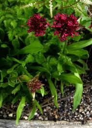 Attēlu rezultāti vaicājumam “Silene viscaria flower”