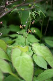 Attēlu rezultāti vaicājumam “Epimedium alpinum”