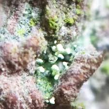 Attēlu rezultāti vaicājumam “Chaenotheca furfuracea”