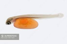 Image result for Oncorhynchus kisutch