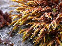Attēlu rezultāti vaicājumam “Schistidium robustum sporophyte”