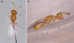 Attēlu rezultāti vaicājumam “Torymidae”