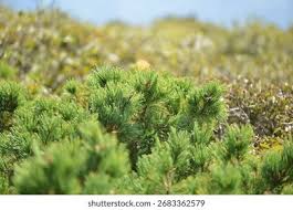 Attēlu rezultāti vaicājumam “Pinus pumila”