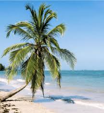 Image result for cahuita costa rica