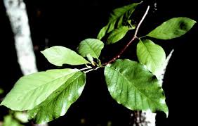 Attēlu rezultāti vaicājumam “Magnolia acuminata leaf”