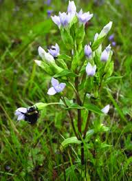 Attēlu rezultāti vaicājumam “Gentianella campestris”