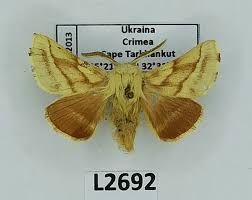 Attēlu rezultāti vaicājumam “Malacosoma castrensis male”