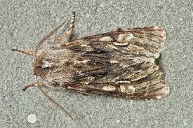 Attēlu rezultāti vaicājumam “Brachionycha nubeculosa”