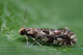 Attēlu rezultāti vaicājumam “Nemapogon cloacella”