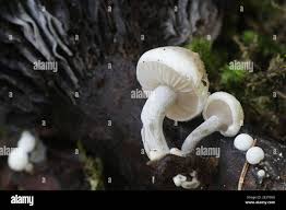 Attēlu rezultāti vaicājumam “Asterophora lycoperdoides”