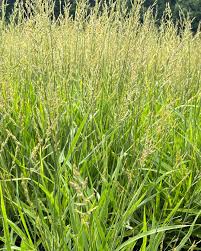 Attēlu rezultāti vaicājumam “Calamagrostis purpurea fruit”