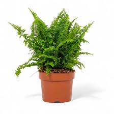 Image result for НЕФРОЛЕПИС (Nephrolepis