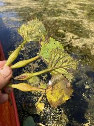 Attēlu rezultāti vaicājumam “Trapa natans leaf”
