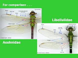 Attēlu rezultāti vaicājumam “Aeshnidae”