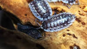 Attēlu rezultāti vaicājumam “Oniscus asellus”