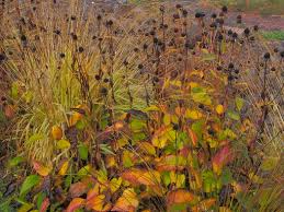 Attēlu rezultāti vaicājumam “Molinia caerulea flower”