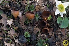 Attēlu rezultāti vaicājumam “Dumontinia tuberosa”