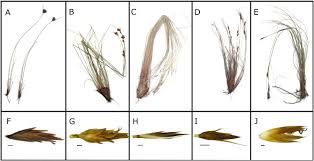 Attēlu rezultāti vaicājumam “Schoenus ferrugineus fruit”