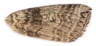 Attēlu rezultāti vaicājumam “Tethea or”