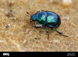 Attēlu rezultāti vaicājumam “Trypocopris vernalis”