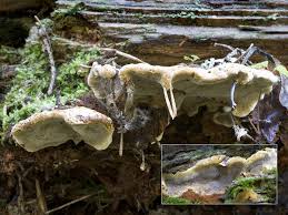 Attēlu rezultāti vaicājumam “Phellinus nigrolimitatus”