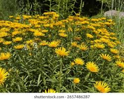 Attēlu rezultāti vaicājumam “Inula salicina leaf”