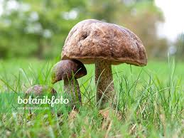 Attēlu rezultāti vaicājumam “Leccinum scabrum”