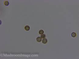 Attēlu rezultāti vaicājumam “Stemonitopsis hyperopta var. landewaldii macro”