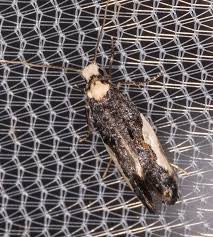 Attēlu rezultāti vaicājumam “Monopis monachella”