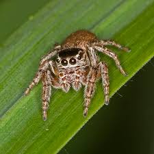 Attēlu rezultāti vaicājumam “Evarcha falcata male”