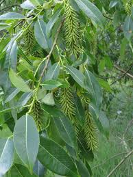Attēlu rezultāti vaicājumam “Salix pentandra fruit”