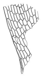 Attēlu rezultāti vaicājumam “Bryum pseudotriquetrum”