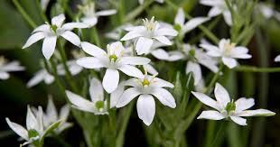 Attēlu rezultāti vaicājumam “Ornithogalum umbellatum flower”