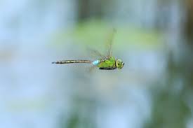 Attēlu rezultāti vaicājumam “Anax parthenope”