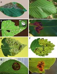 Attēlu rezultāti vaicājumam “Gracillaria syringella larva”