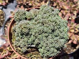 Attēlu rezultāti vaicājumam “Sedum hispanicum leaf”