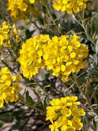 Attēlu rezultāti vaicājumam “Alyssum gmelinii”