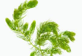 Attēlu rezultāti vaicājumam “Chara intermedia”