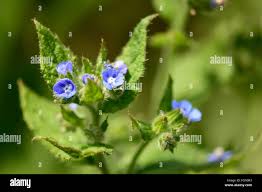 Attēlu rezultāti vaicājumam “Anchusa arvensis flower”