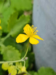Image result for Chelidonium majus