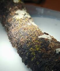 Attēlu rezultāti vaicājumam “Physarum viride var. incanum stalked”