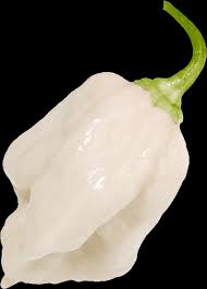 Afbeeldingsresultaat voor white habanero hot pepper