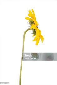 Attēlu rezultāti vaicājumam “Tragopogon heterospermus flower”