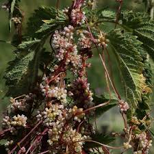 Attēlu rezultāti vaicājumam “Cuscuta europaea flower”