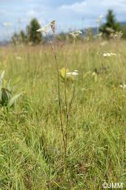 Attēlu rezultāti vaicājumam “Laserpitium prutenicum”
