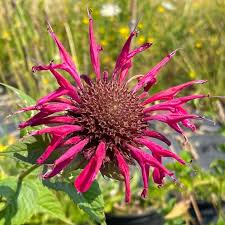 Image result for Monarda didyma