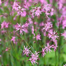 Attēlu rezultāti vaicājumam “Lychnis flos-cuculi”