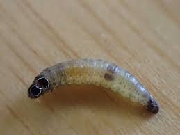 Attēlu rezultāti vaicājumam “Lathronympha strigana”